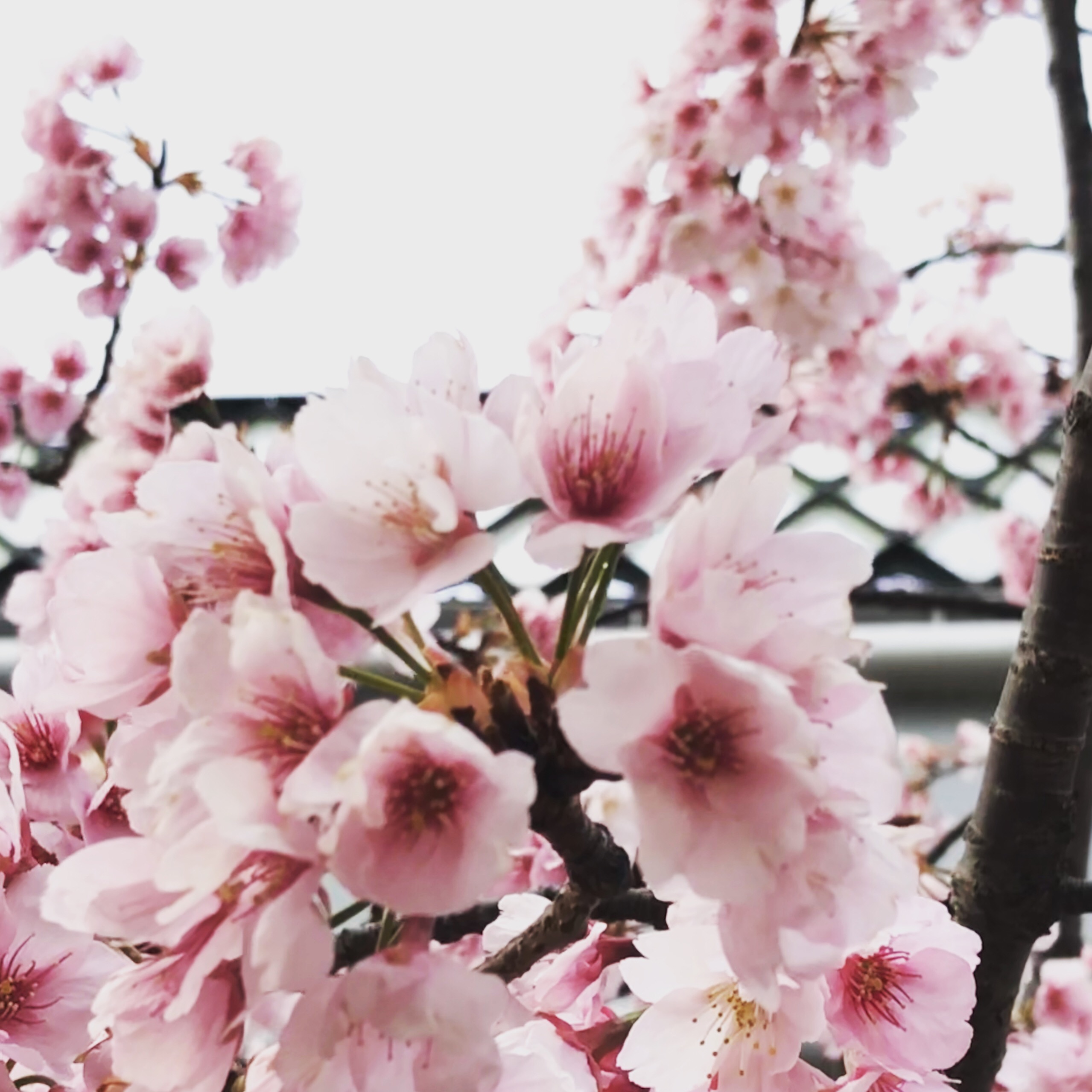 桜の花が咲く春はです。春じゃなくてもさくらは咲くけどね。