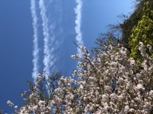 桜色と三本の雲