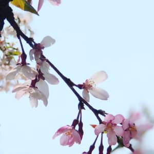 桜越しの空