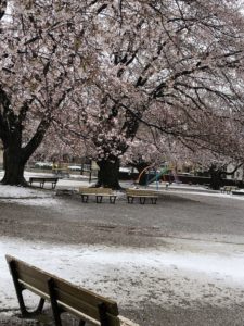 雪と桜