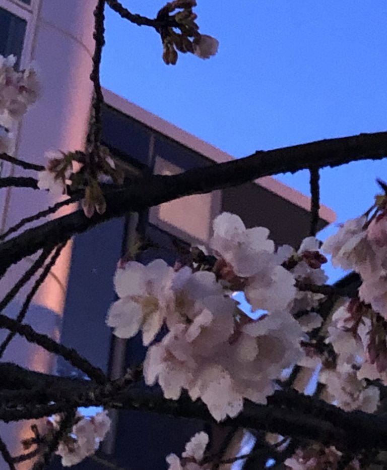 桜