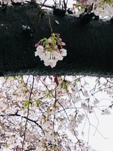 桜