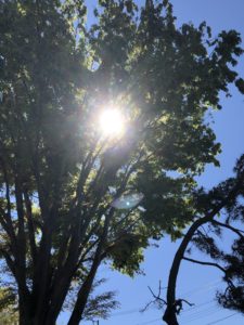 木と太陽