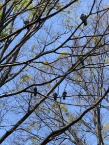 鳩って飛べるんだね