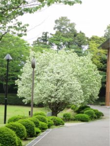 なんじゃもんじゃの木